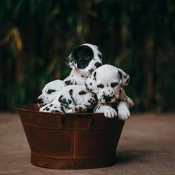 Puppies in a basket
