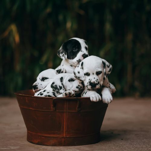 Puppies in a basket