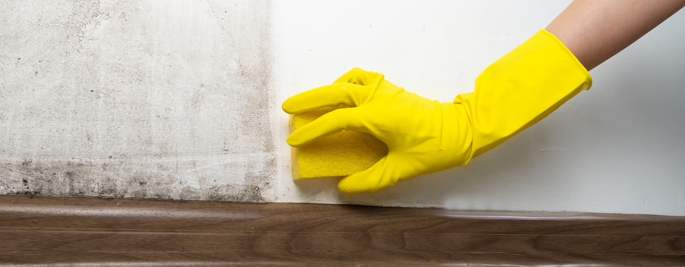The Hidden Threat of Mold and the Importance of Proper Insurance: A Homeowner's Tale
