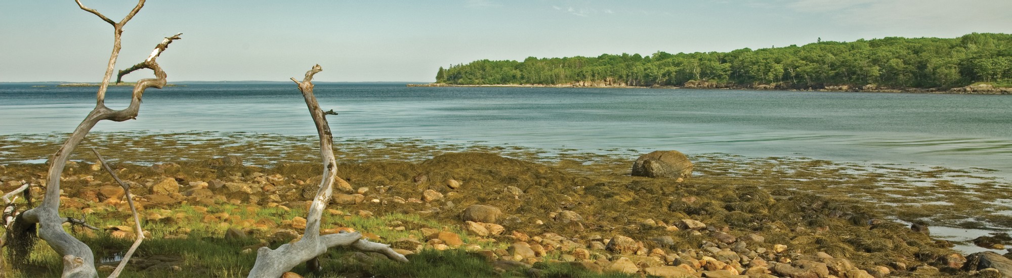 Rocks and branches at ocean's edge