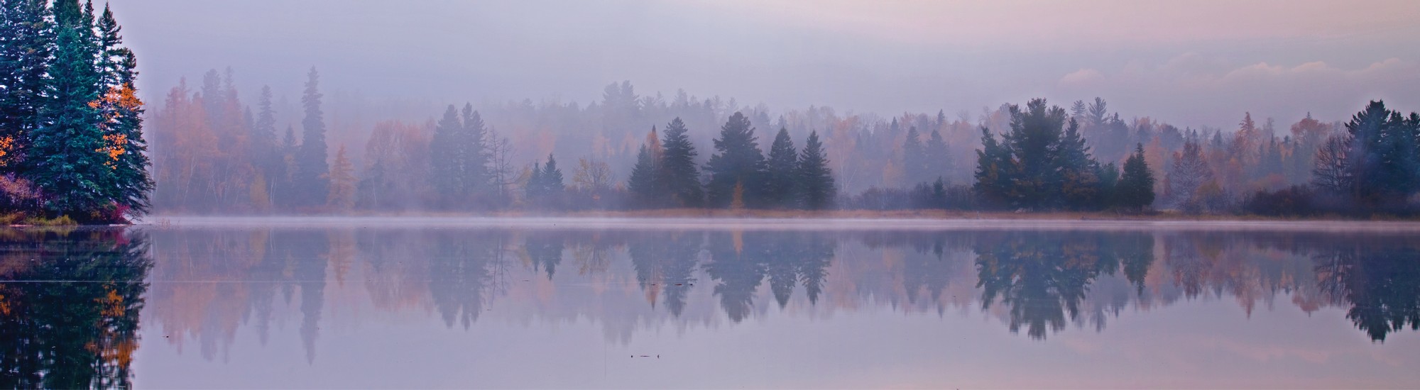 Misty pond with fir trees