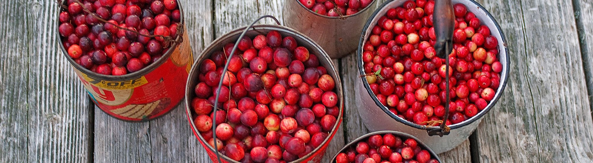 Cranberry Buckets