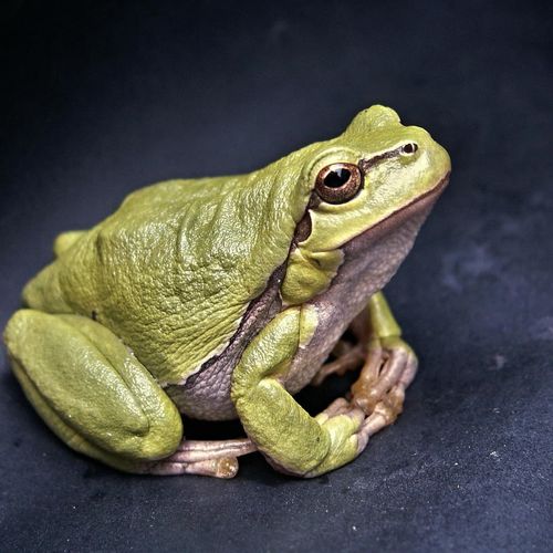 Polite Frog