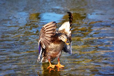 Duck Cleaning