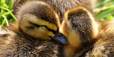 Ducklings