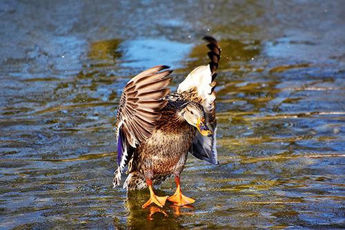 Duck Doing Duck Stuff