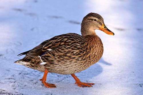 Cute Duck