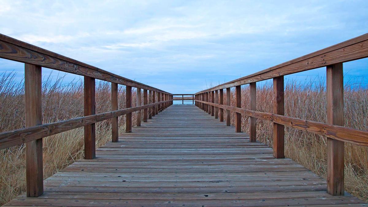 A boardwalk goes through a green forest