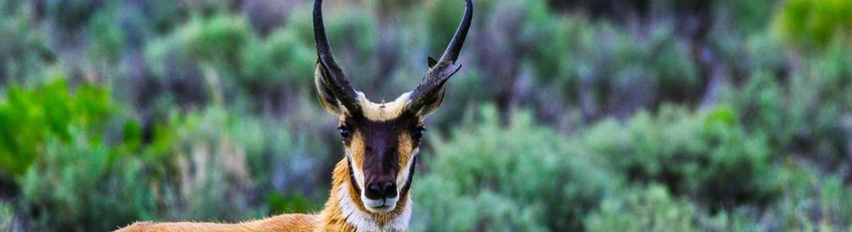 Wild Horses in Lincoln County