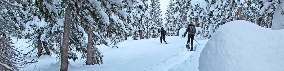 Two women snowshoe through a snowy forest