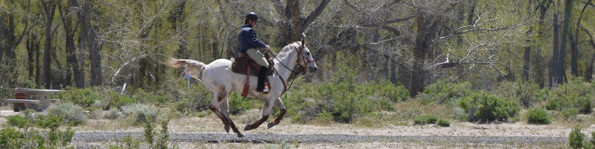 A horse canters next to cottonwood trees