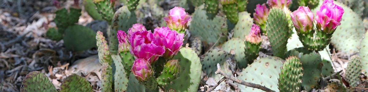 Pink cactus flowers