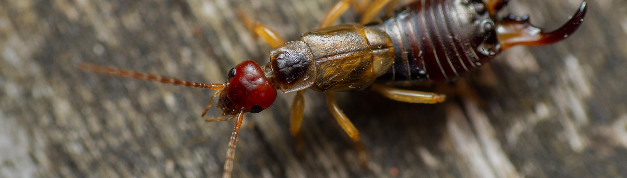 earwig crawling on deck