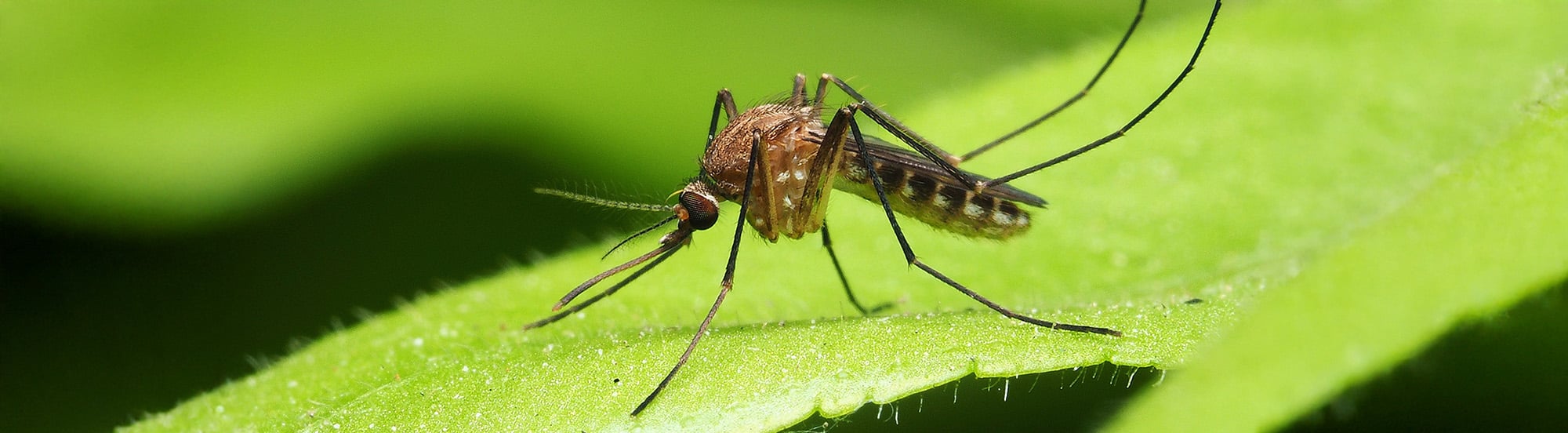 mosquito in yard