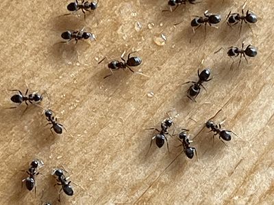 ants on wood floor with water