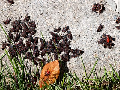 boxelder bugs on ground