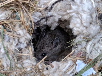 mouse nesting in insulation
