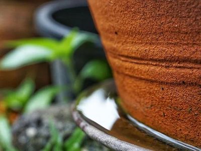 dump water that collects to stop mosquitoes from breeding