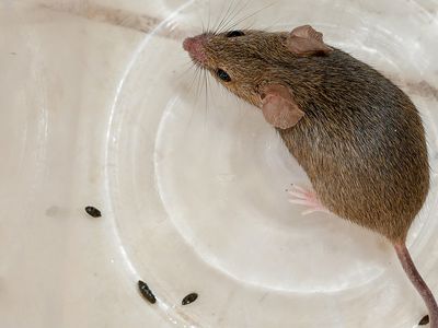 mouse and droppings in kitchen cabinet
