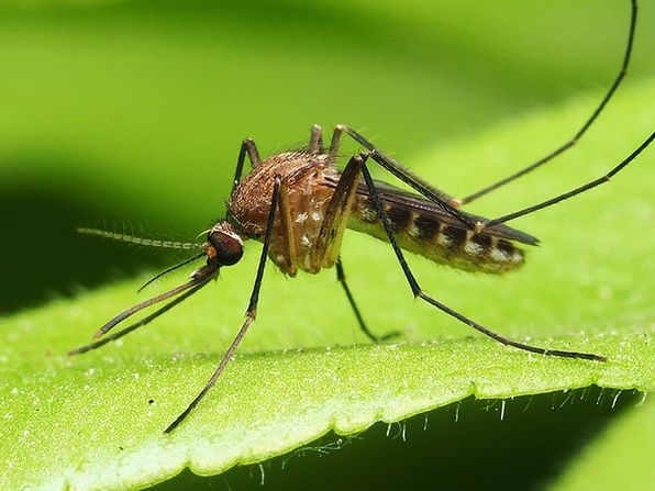 mosquito in pennsylvania