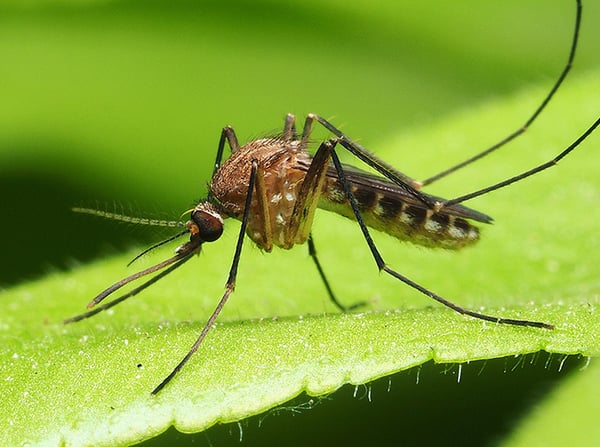 mosquito