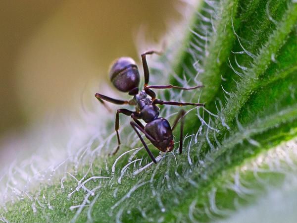 odorous house ants