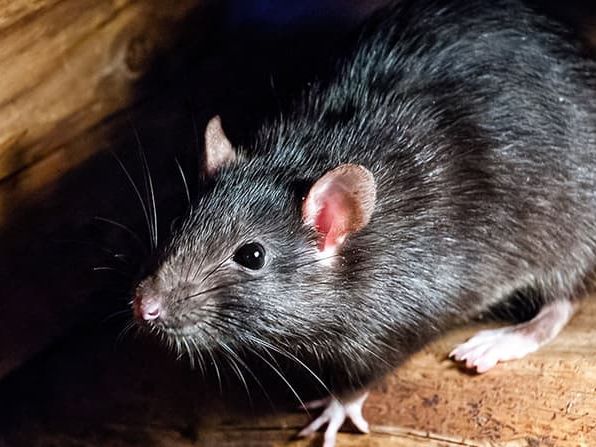 roof rat inside pittston home