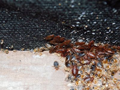 all stages of bed bug development