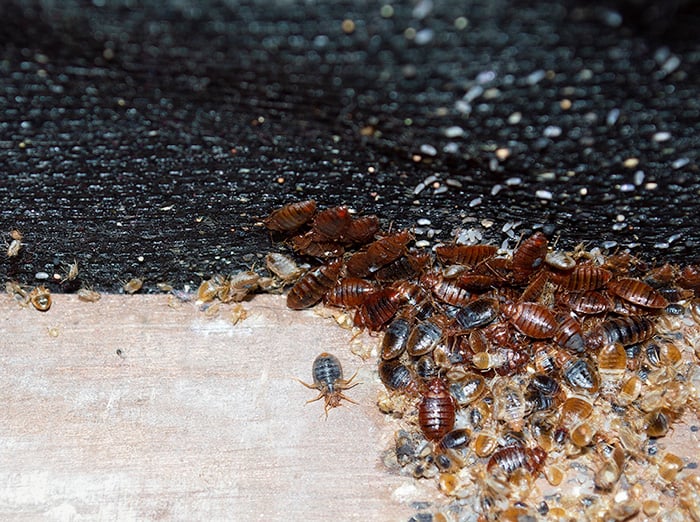 bed bugs infesting a bed frame