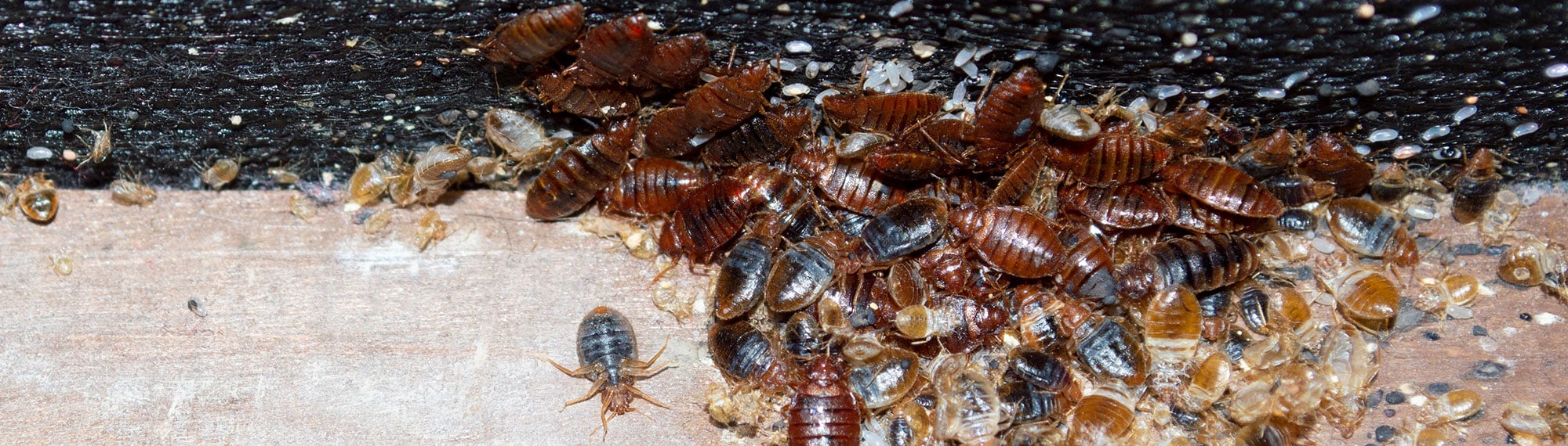 adult bed bugs, nymphs and bed bug eggs on a bedframe