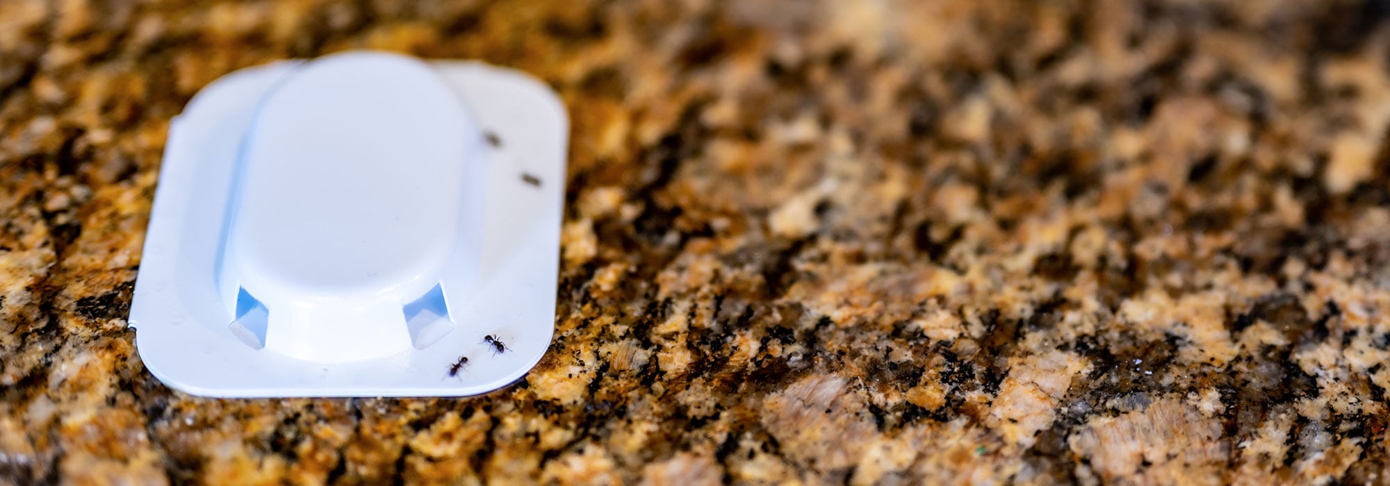 ant bait station in myrtle beach kitchen