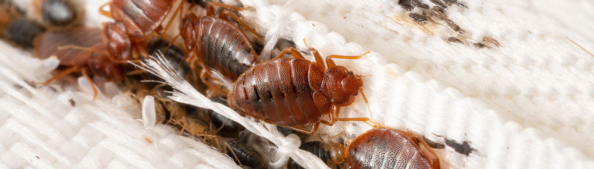 adult bed bugs, nymphs and eggs on a mattress