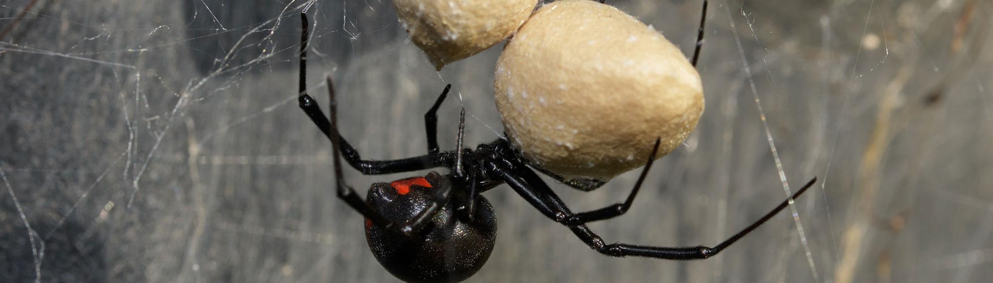black widow spider and eggs