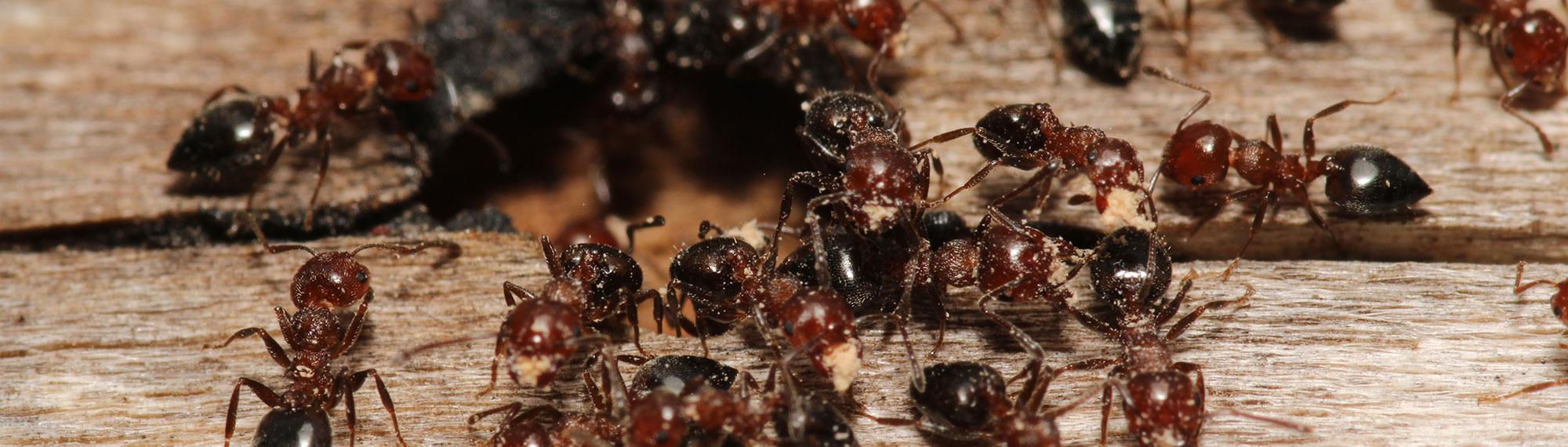 infestation of carpenter ants