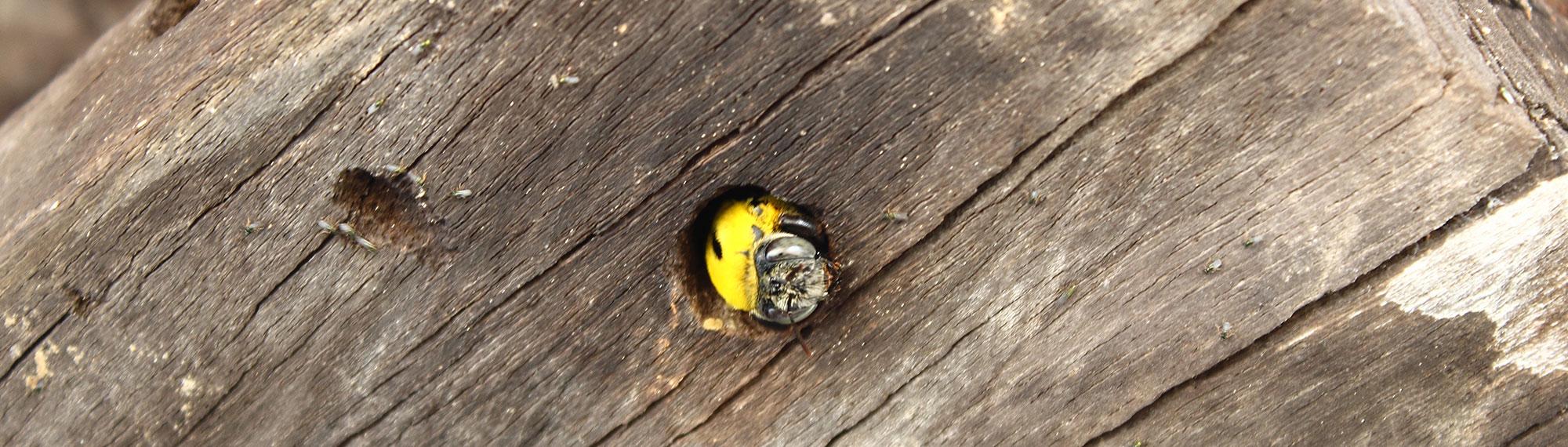 carpenter bee drilling a hole in wood