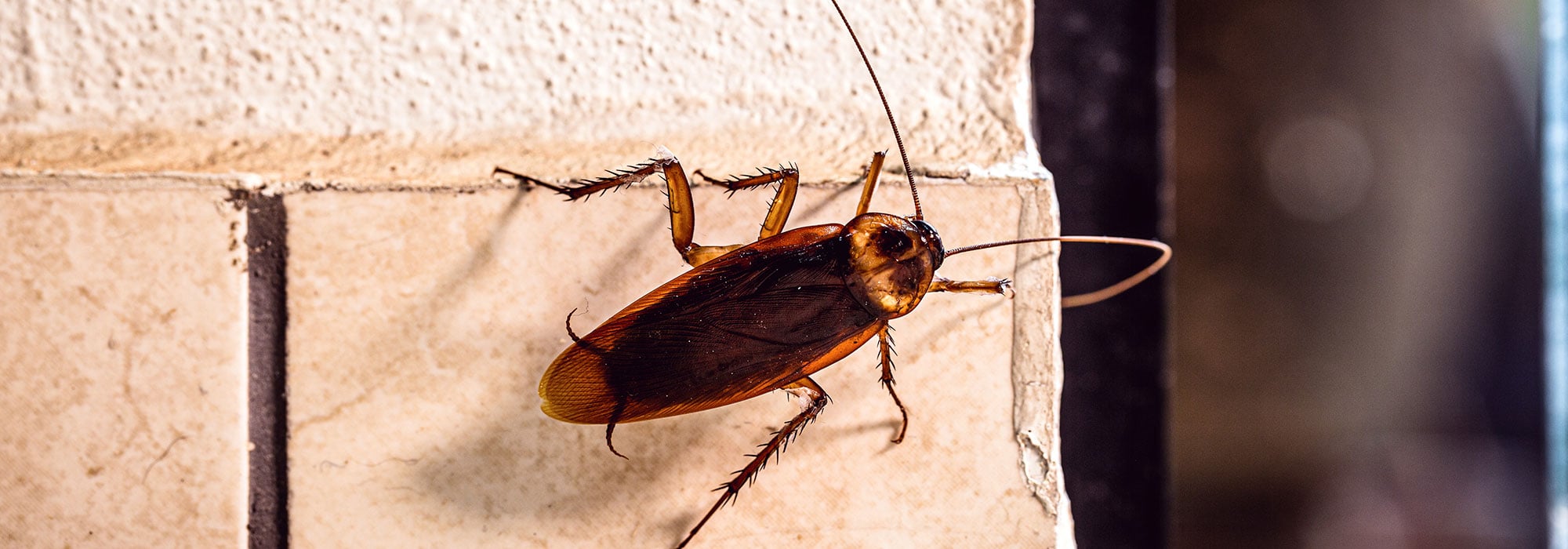 american cockroach climbing side of house