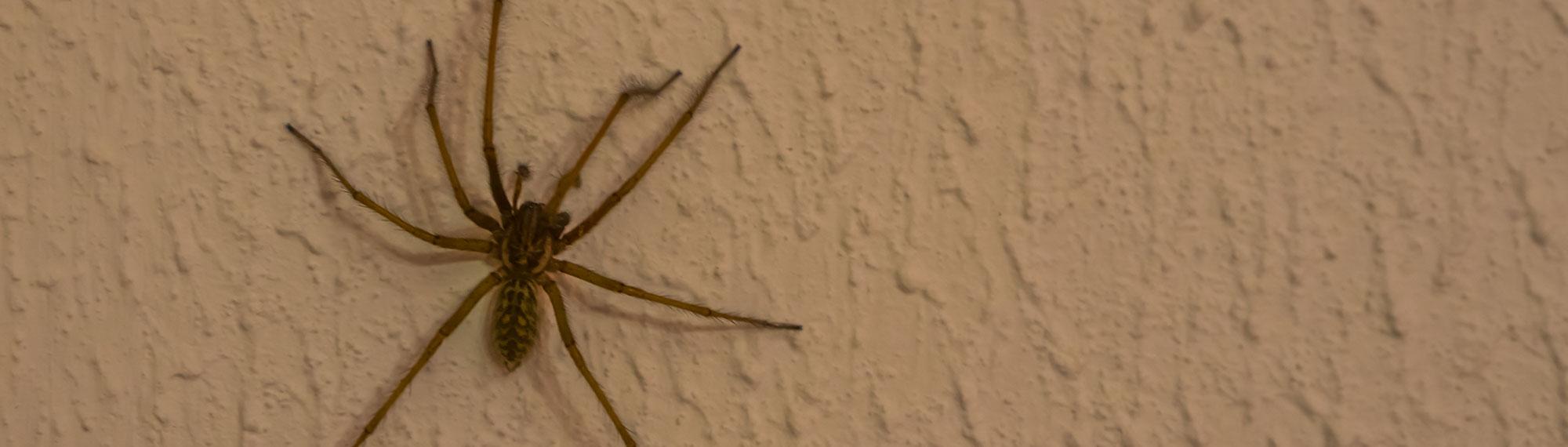 common house spider on wall