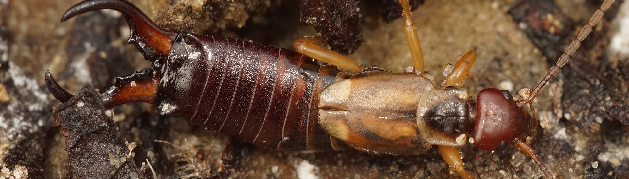 earwig in damp ground outside south carolina home