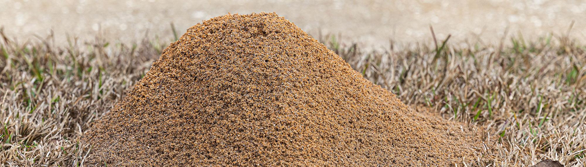 fire ant mound in florence sc yard