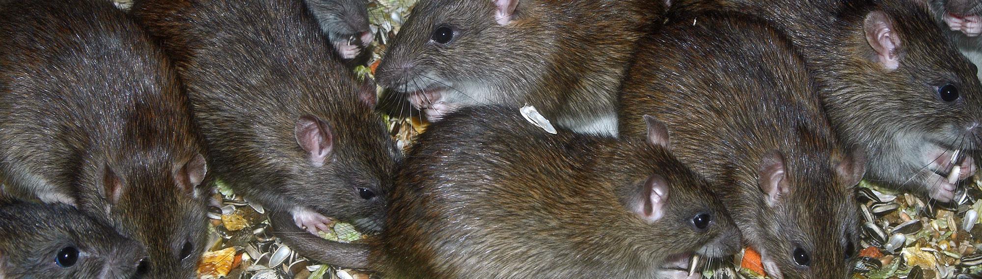 norway rats