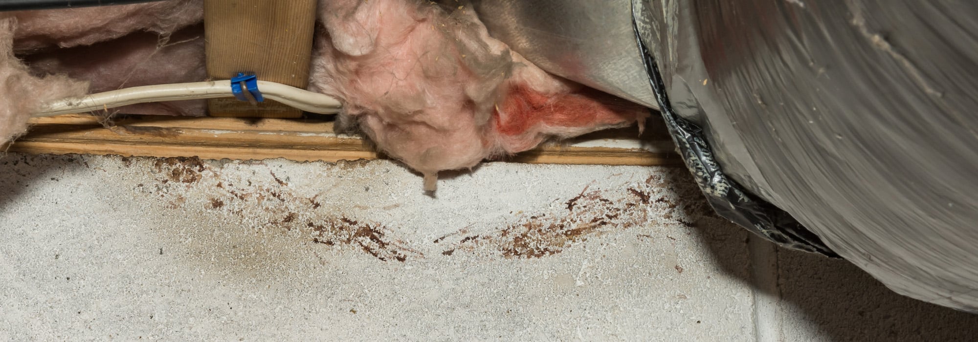 rodent rub marks in crawl space