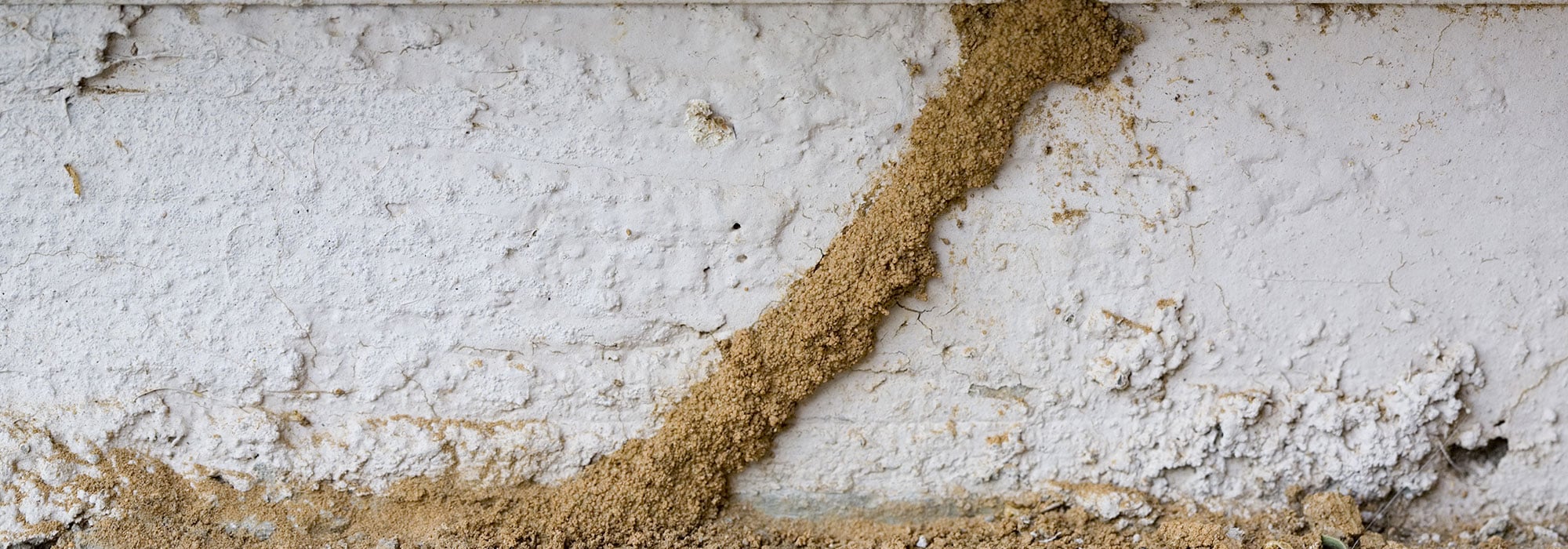 termite mud tube on foundation of home