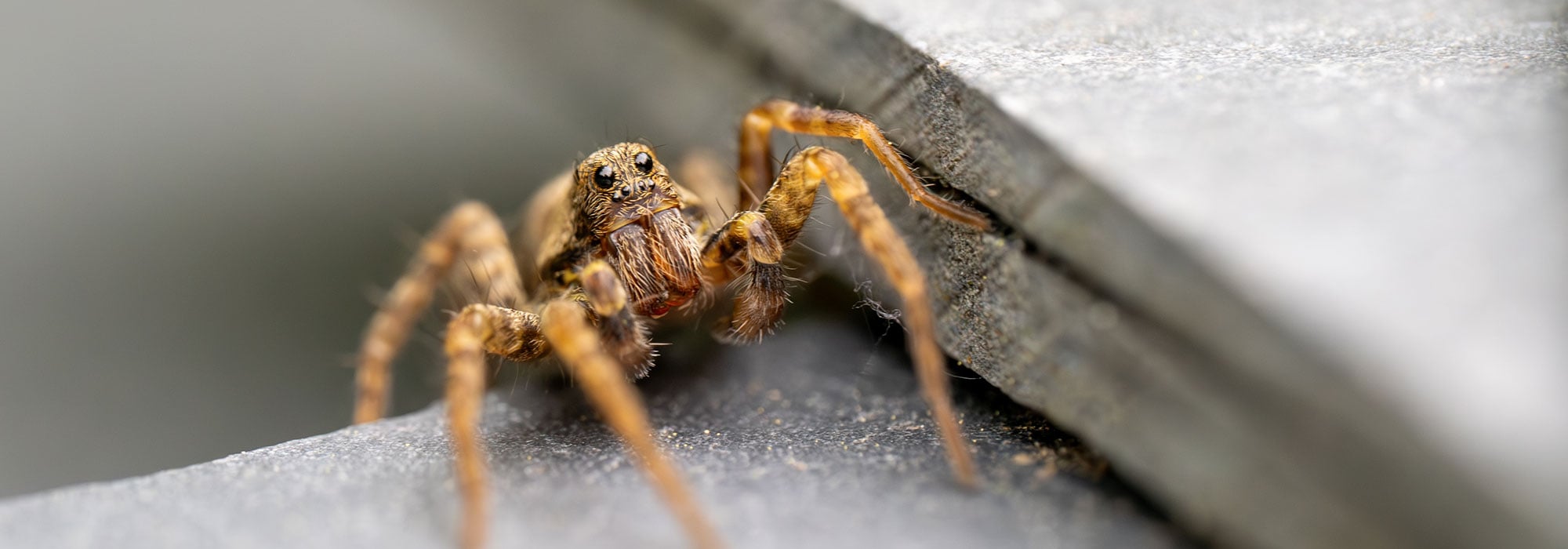 wolf spider near south carolina home