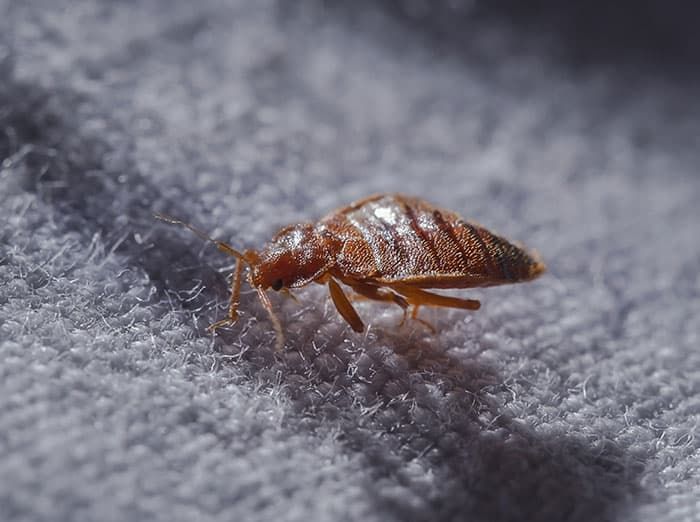 bed bug crawling on blanket