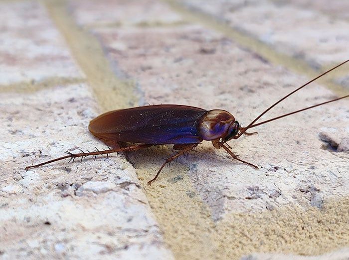 american roach crawling on kitchen floor in sc home