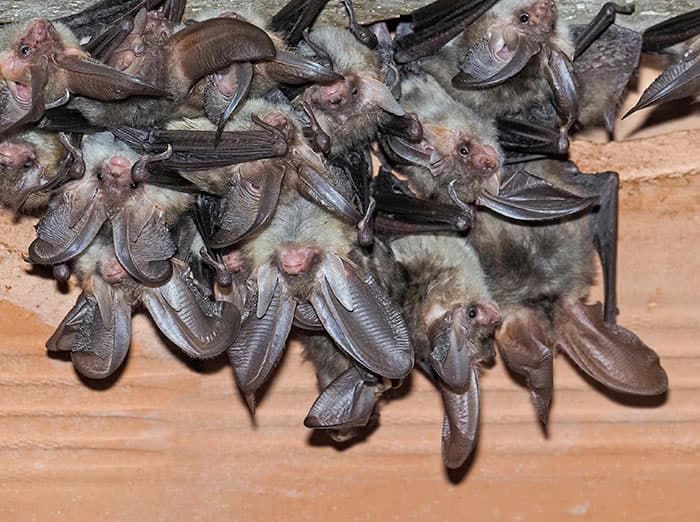bats inside home