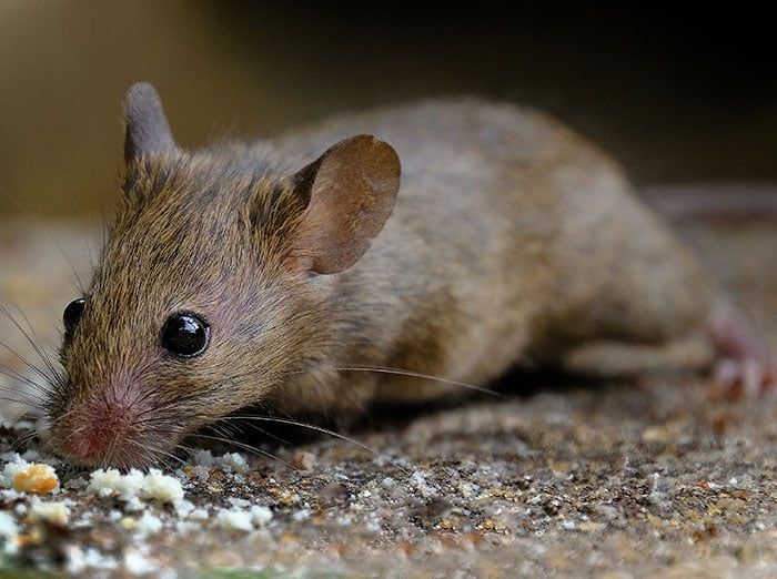 house mouse in an sc home