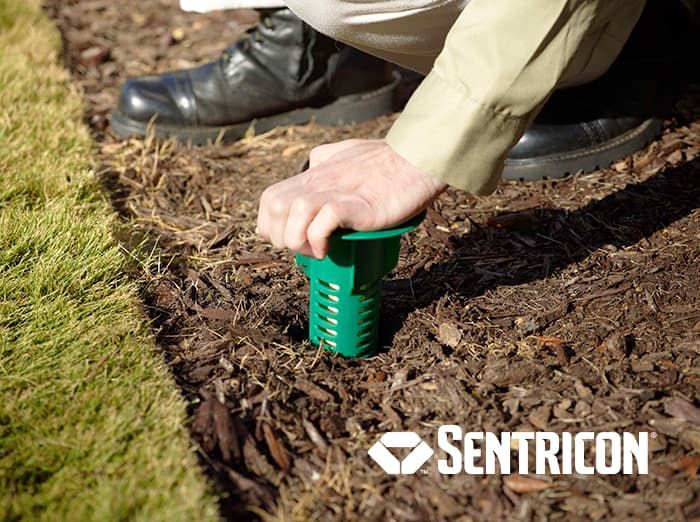 termite bait station installation