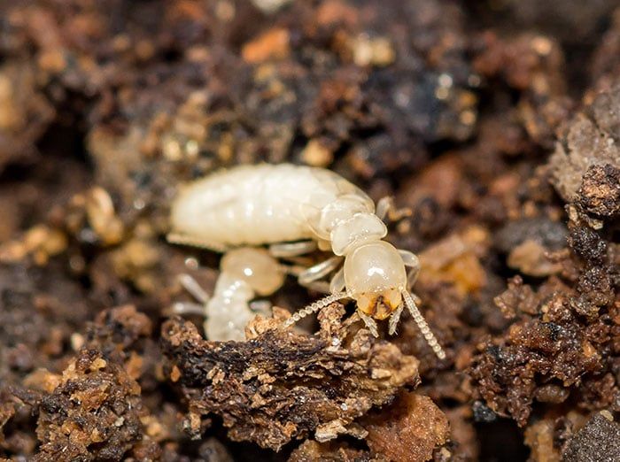 subterranean termites searching for food