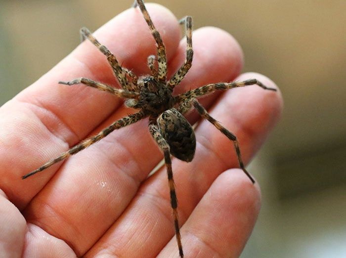 man in south carolina holding a large wolf spider